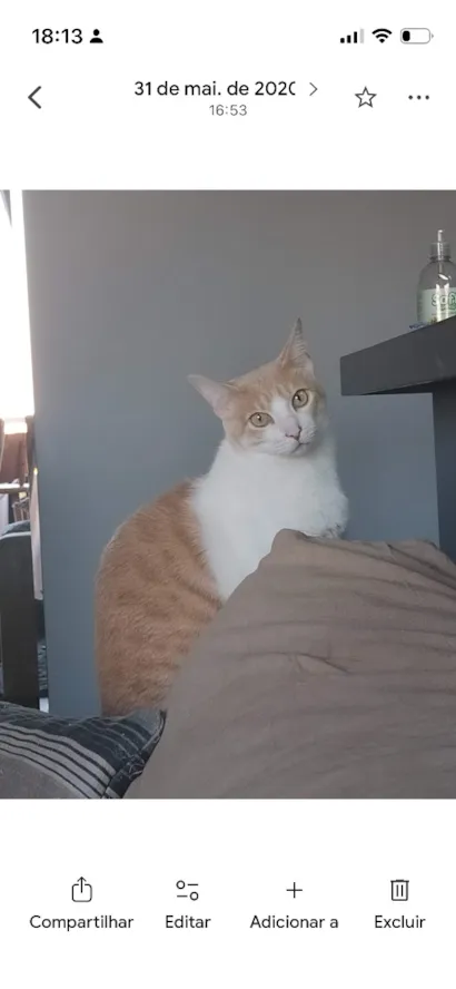 Gato raça SRD-ViraLata idade 6 ou mais anos nome Jubileu