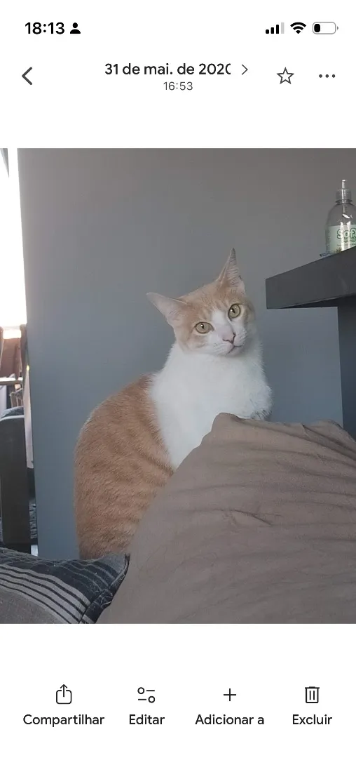 Gato raça SRD-ViraLata idade 6 ou mais anos nome Jubileu