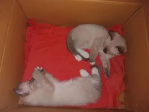 Gato raça Siamês idade Abaixo de 2 meses nome mel e cristal