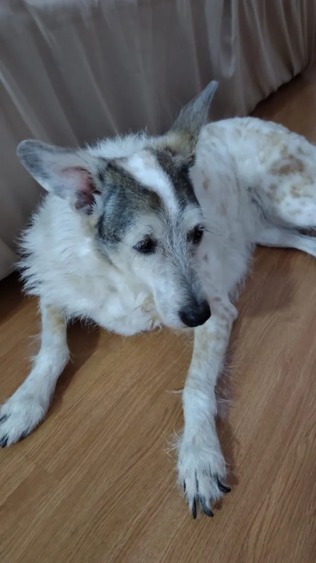 Cachorro raça SRD-ViraLata idade 6 ou mais anos nome Nina