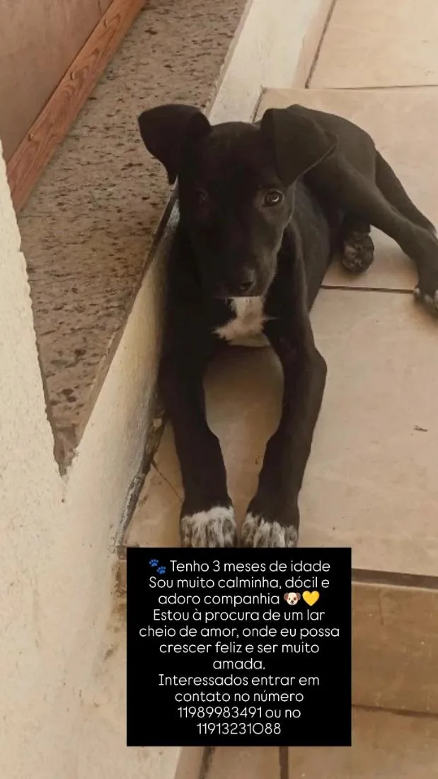Cachorro raça SRD-ViraLata idade 2 a 6 meses nome bela 