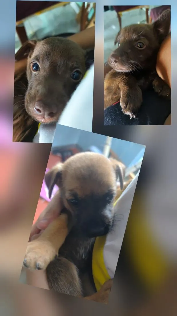 Cachorro raça SRD-ViraLata idade Abaixo de 2 meses nome sem nome ainda