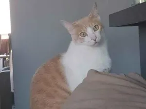 Gato raça SRD-ViraLata idade 6 ou mais anos nome Jubileu