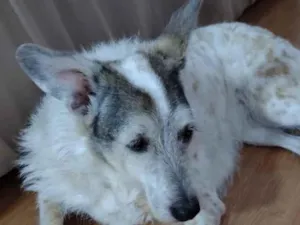 Cachorro raça SRD-ViraLata idade 6 ou mais anos nome Nina