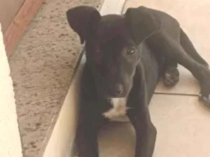 Cachorro raça SRD-ViraLata idade 2 a 6 meses nome bela 