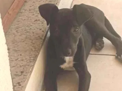 Cachorro raça SRD-ViraLata idade 2 a 6 meses nome bela 