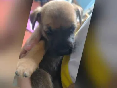 Cachorro raça SRD-ViraLata idade Abaixo de 2 meses nome sem nome ainda