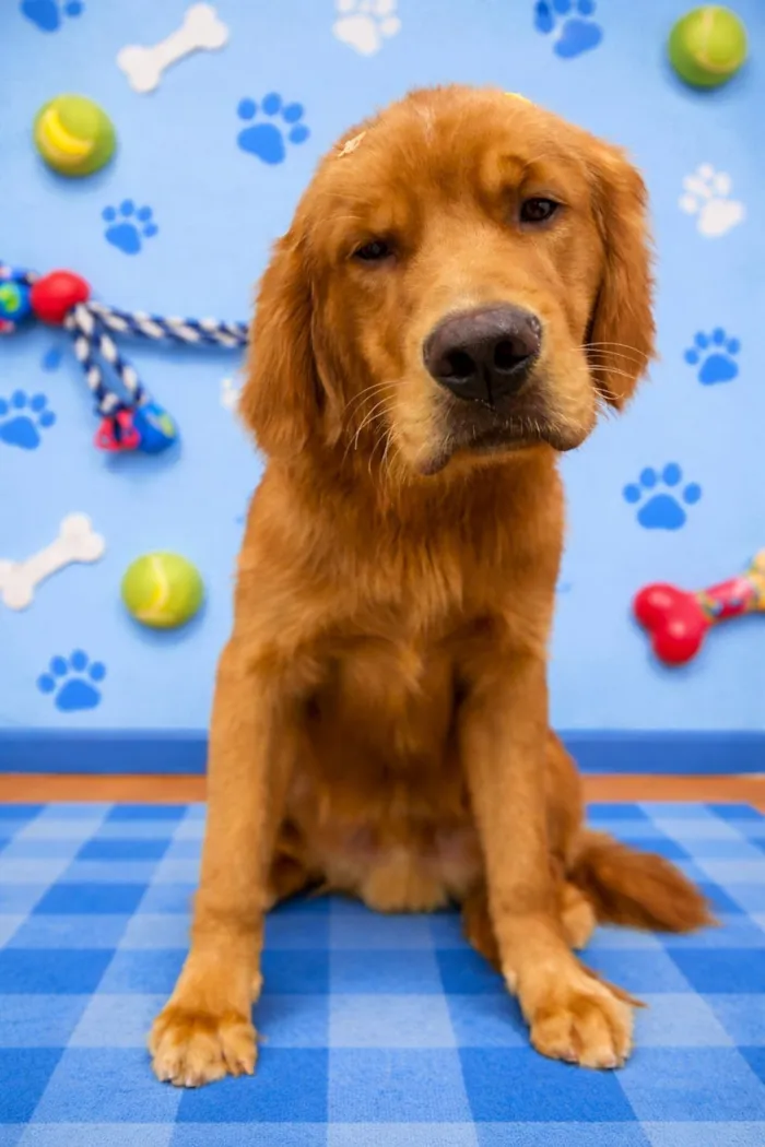 Cachorro raça São Bernardo idade 7 a 11 meses nome Simba 