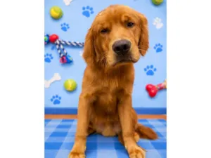 Cachorro raça São Bernardo idade 7 a 11 meses nome Simba 