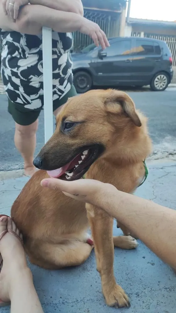Cachorro raça SRD-ViraLata idade 1 ano nome Thanos