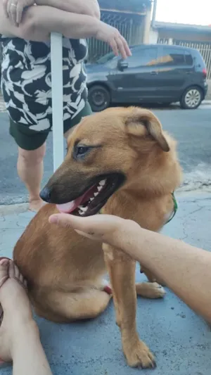 Cachorro raça SRD-ViraLata idade 1 ano nome Thanos