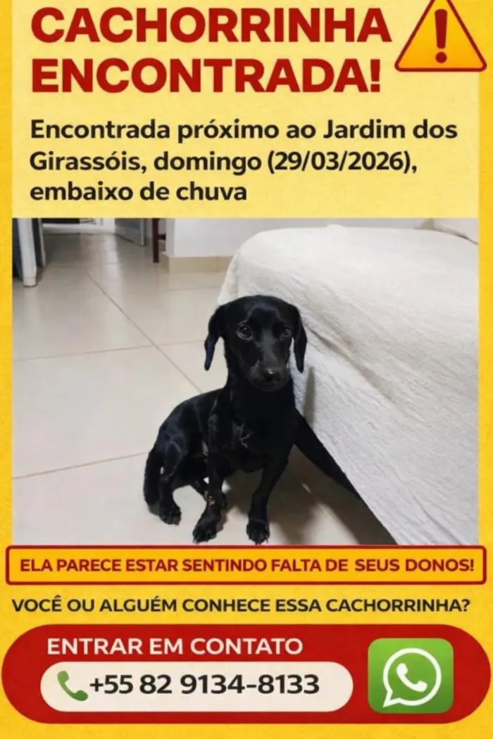 Cachorro raça SRD-ViraLata idade 2 anos nome pretinha