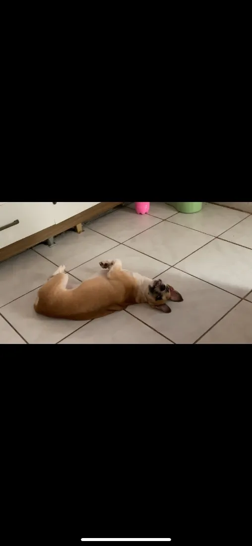 Cachorro raça SRD-ViraLata idade 1 ano nome Luke