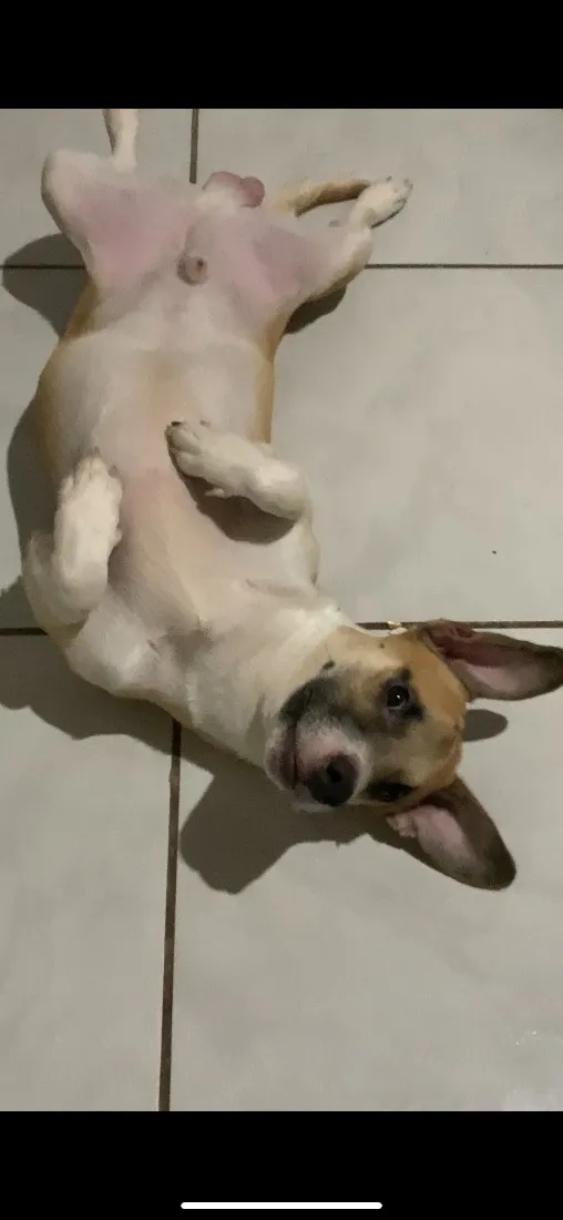 Cachorro raça SRD-ViraLata idade 1 ano nome Luke