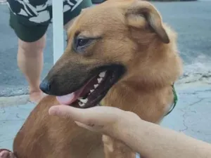 Cachorro raça SRD-ViraLata idade 1 ano nome Thanos