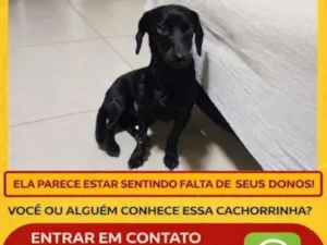 Cachorro raça SRD-ViraLata idade 2 anos nome pretinha