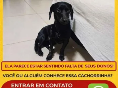 Cachorro raça SRD-ViraLata idade 2 anos nome pretinha