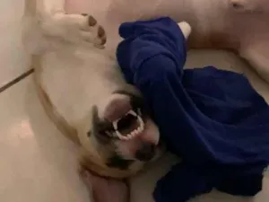 Cachorro raça SRD-ViraLata idade 1 ano nome Luke