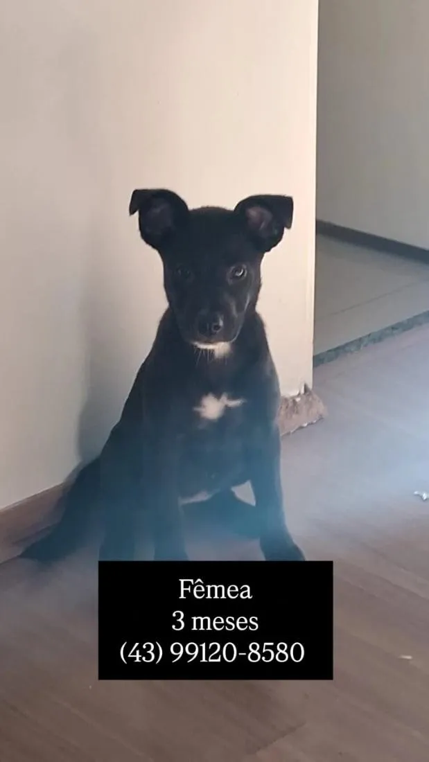 Cachorro raça SRD-ViraLata idade 2 a 6 meses nome Bellatrix