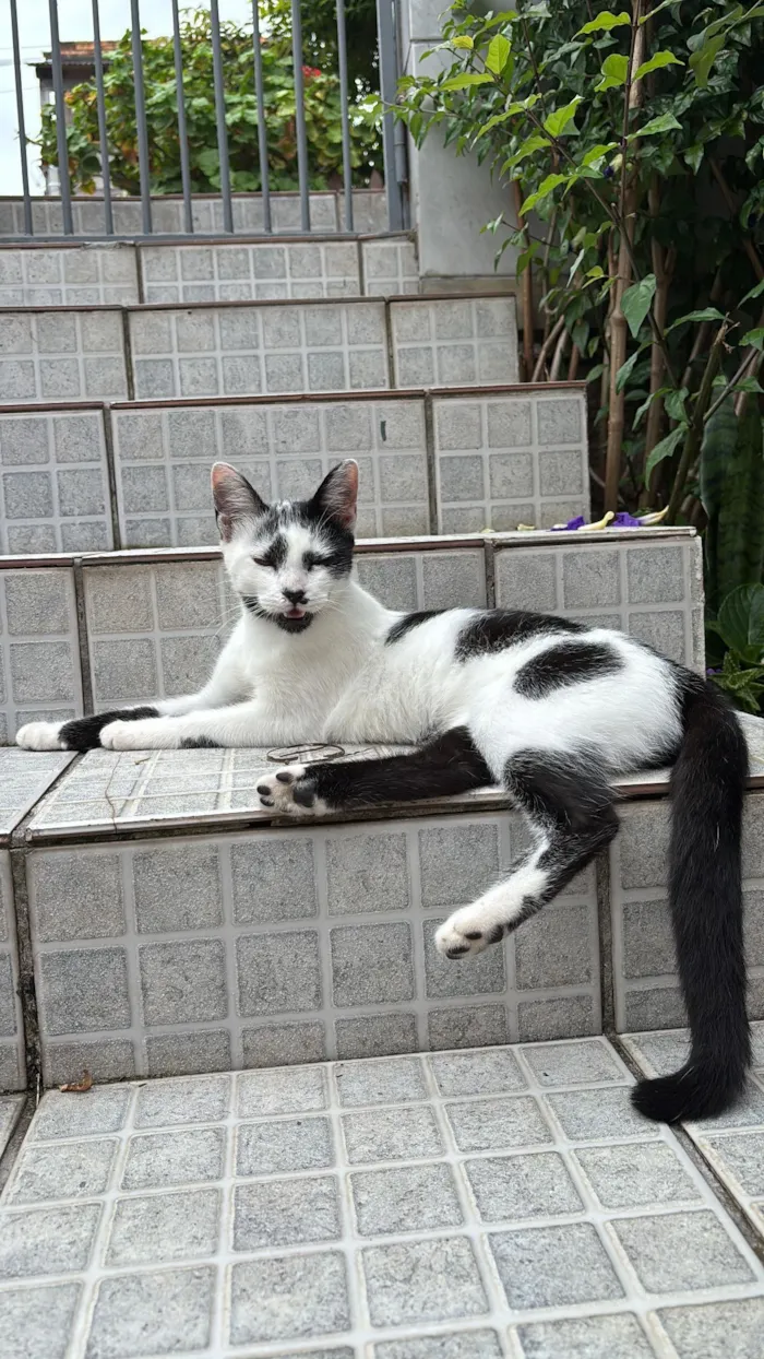 Gato raça SRD-ViraLata idade 2 a 6 meses nome Bella