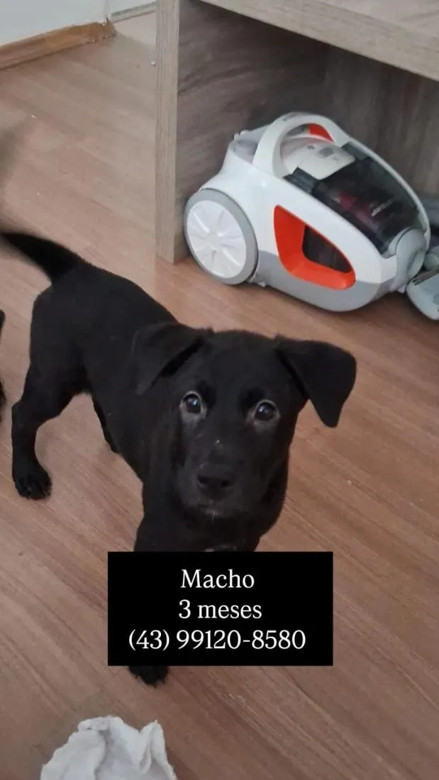 Cachorro raça SRD-ViraLata idade 2 a 6 meses nome Sirius Black