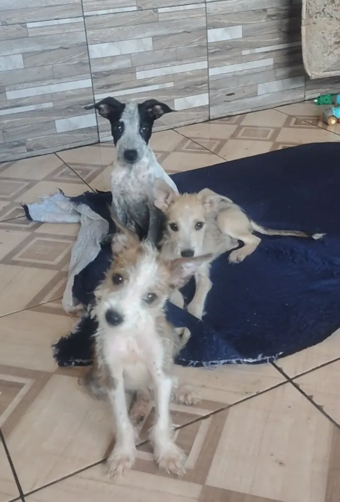 Cachorro raça SRD-ViraLata idade 2 a 6 meses nome fiapinhos de manga