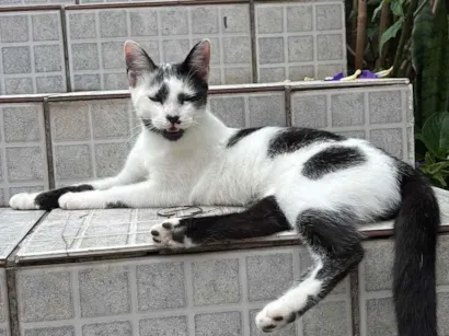 Gato raça SRD-ViraLata idade 2 a 6 meses nome Bella
