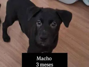 Cachorro raça SRD-ViraLata idade 2 a 6 meses nome Sirius Black