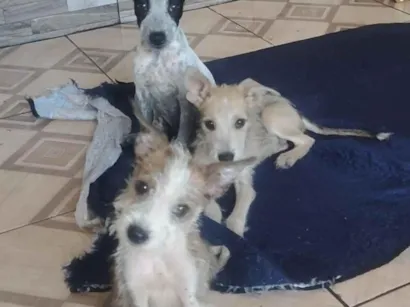 Cachorro raça SRD-ViraLata idade 2 a 6 meses nome fiapinhos de manga