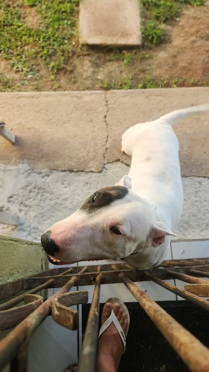 Cachorro raça Pit-Bull idade 3 anos nome Luna
