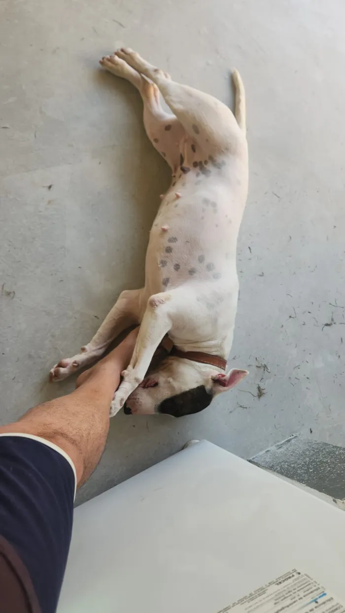 Cachorro raça Pit-Bull idade 3 anos nome Luna