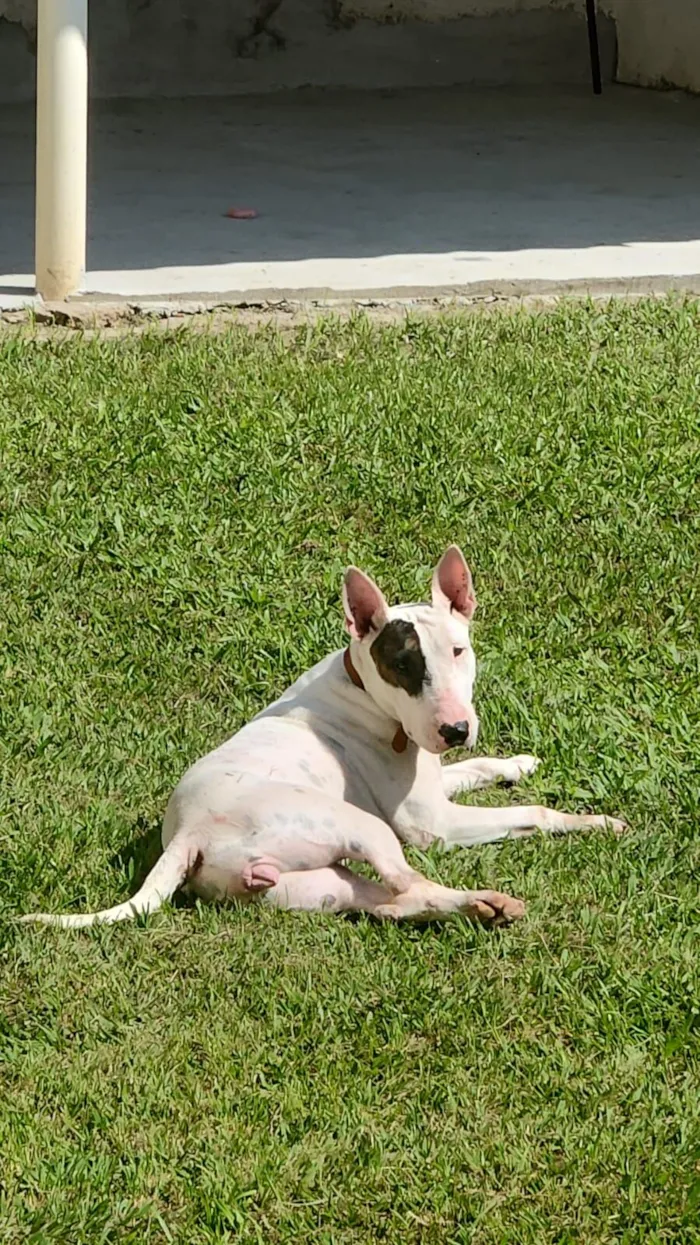 Cachorro raça Pit-Bull idade 3 anos nome Luna