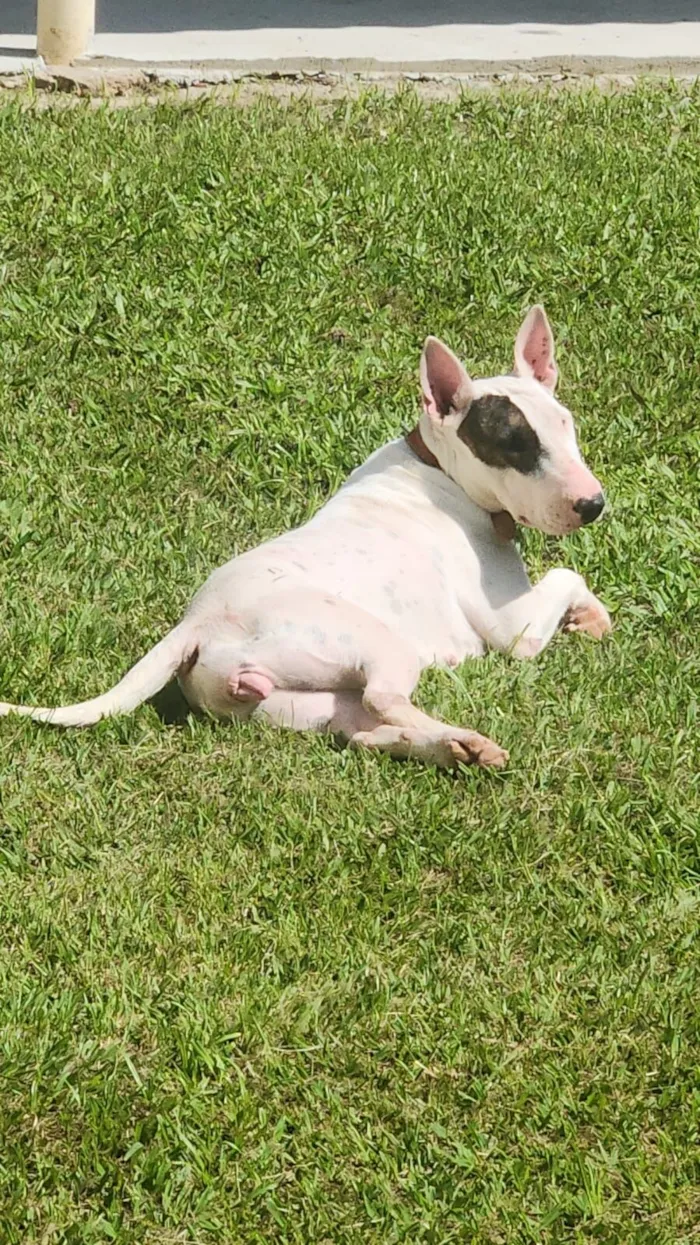 Cachorro raça Pit-Bull idade 3 anos nome Luna