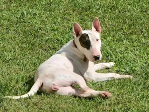 Cachorro raça Pit-Bull idade 3 anos nome Luna