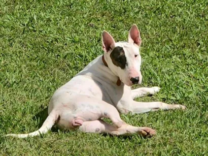 Cachorro raça Pit-Bull idade 3 anos nome Luna