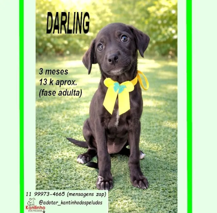 Cachorro raça SRD-ViraLata idade 2 a 6 meses nome DARLING
