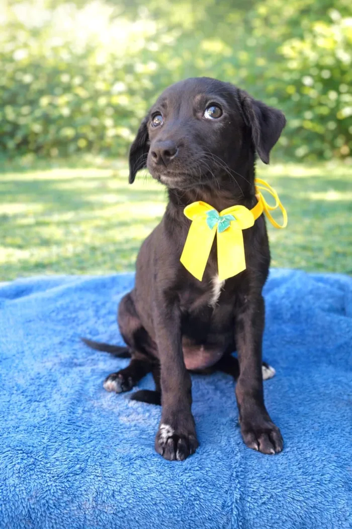 Cachorro raça SRD-ViraLata idade 2 a 6 meses nome DARLING