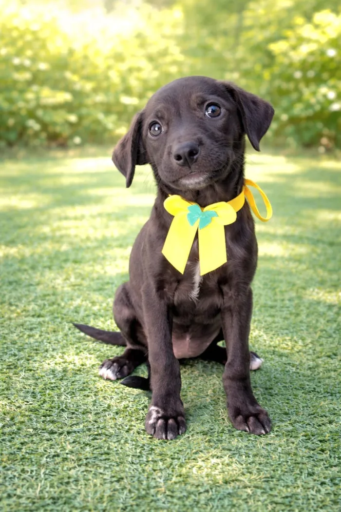 Cachorro raça SRD-ViraLata idade 2 a 6 meses nome DARLING