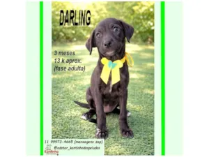 Cachorro raça SRD-ViraLata idade 2 a 6 meses nome DARLING