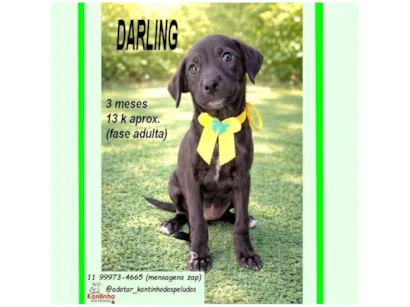 Cachorro raça SRD-ViraLata idade 2 a 6 meses nome DARLING