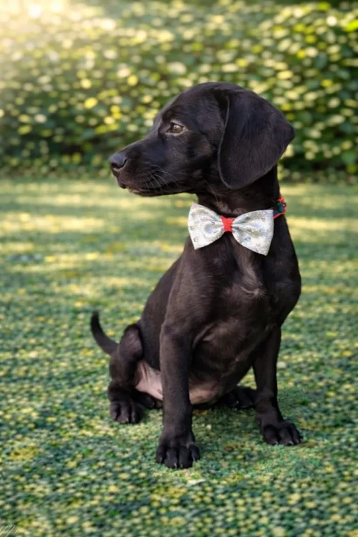 Cachorro raça SRD-ViraLata idade 2 a 6 meses nome DEMÉTRIO