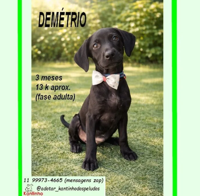 Cachorro raça SRD-ViraLata idade 2 a 6 meses nome DEMÉTRIO
