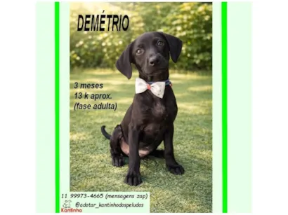 Cachorro raça SRD-ViraLata idade 2 a 6 meses nome DEMÉTRIO
