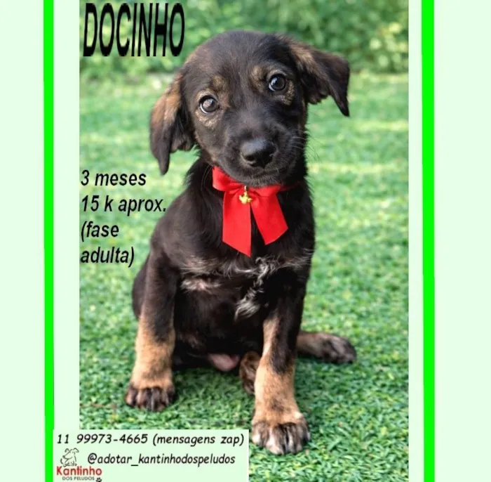 Cachorro raça SRD-ViraLata idade 2 a 6 meses nome DOCINHO