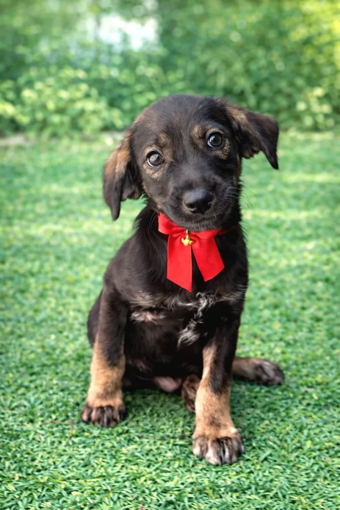 Cachorro raça SRD-ViraLata idade 2 a 6 meses nome DOCINHO