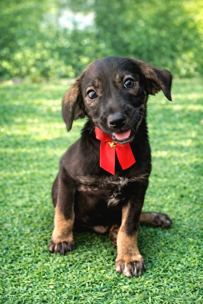 Cachorro raça SRD-ViraLata idade 2 a 6 meses nome DOCINHO