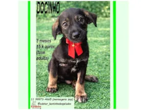 Cachorro raça SRD-ViraLata idade 2 a 6 meses nome DOCINHO