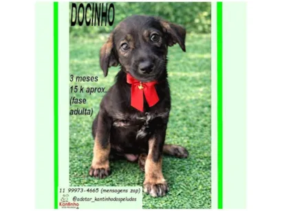 Cachorro raça SRD-ViraLata idade 2 a 6 meses nome DOCINHO