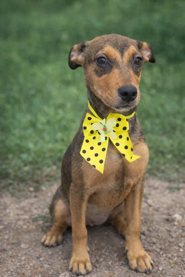 Cachorro raça SRD-ViraLata idade 2 a 6 meses nome JAMILA M