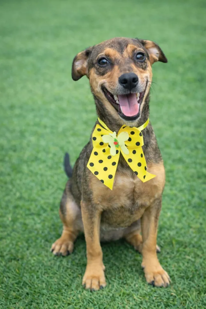 Cachorro raça SRD-ViraLata idade 2 a 6 meses nome JAMILA M